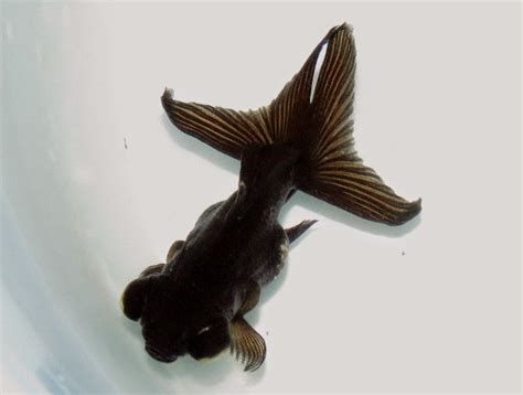 黑牡丹魚